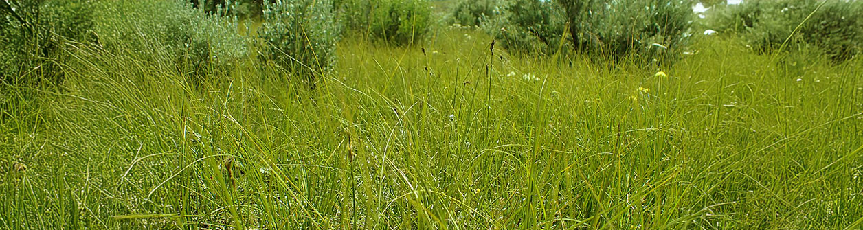 Koperknoopje (Leptinella squalida) verzorging