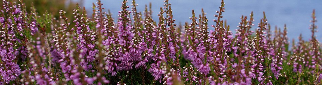 Zomerheide (Calluna vulgaris): Alle verzorgingstips