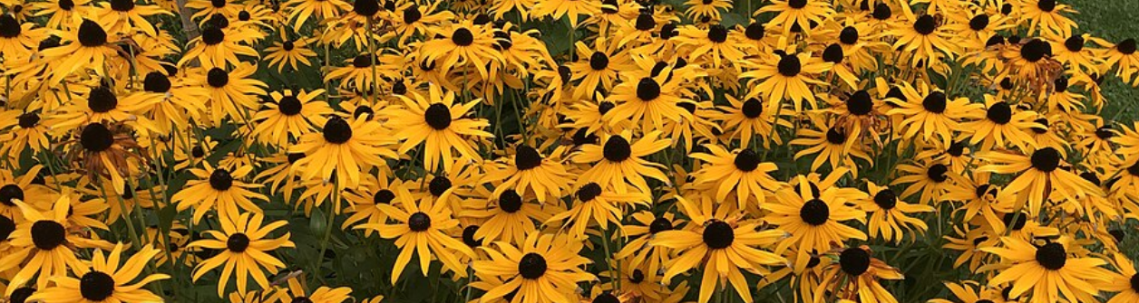 Zonnehoed (Rudbeckia fulgida) Beste verzorgingstips