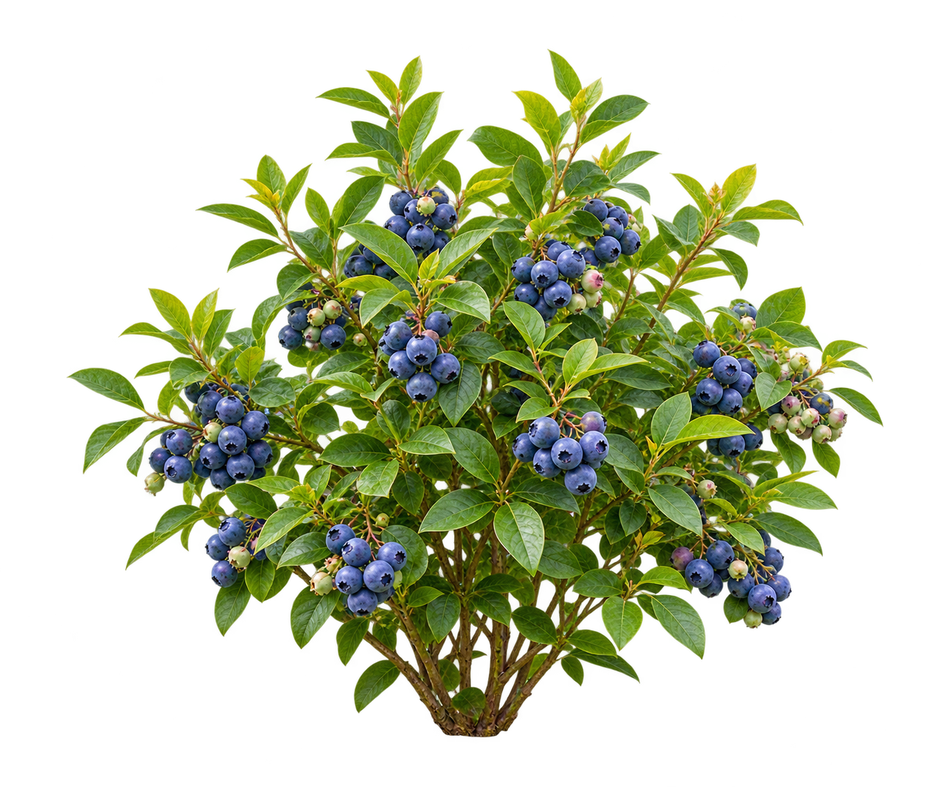Fruitplanten
