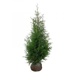 50 x Thuja Brabant - Haagconifeer 125-150cm