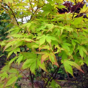 Acer palmatum 'Anne Irene' - Japanse Esdoorn