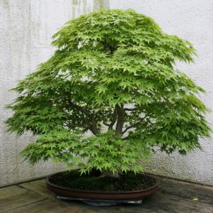 Acer palmatum 'Little Princess' - Japanse Esdoorn