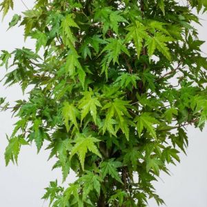 Acer palmatum - Japanse Esdoorn
