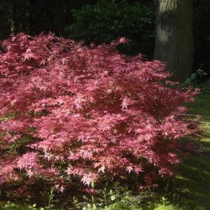 Acer palmatum 'Deshojo' - Japanse Esdoorn