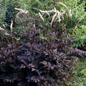 Actaea simplex 'Brunette'- Zilverkaars
