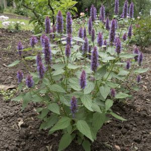 Agastache 'Beelicious Purple' - Dropplant