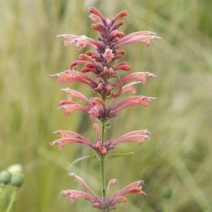 Agastache 'Kolibri' - Dropplant