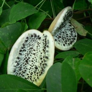 Akebia quinata - Schijnaugurk 