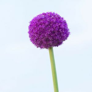 Allium giganteum - Sierui