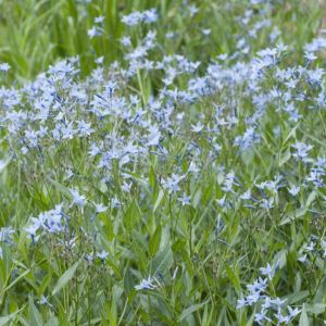 Amsonia orientalis - Blauwe ster