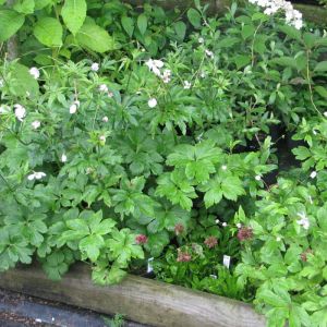 Anemone leveillei - Anemoon