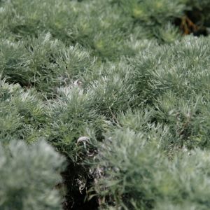 Artemisia schmidtiana 'Nana' - Bijvoet
