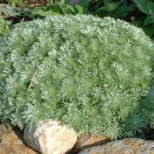 Artemisia schmidtiana Nana - Bijvoet