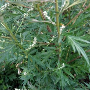 Artemisia vulgaris - Bijvoet