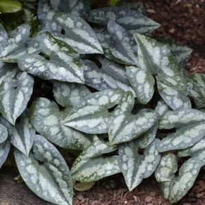 Asarum splendens - Mansoor