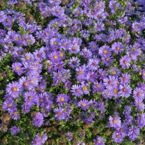 Aster dumosus 'Augenweide' - Herfstaster