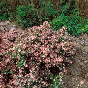 Aster lateriflorus Horizontalis - Herfstaster