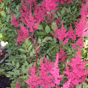 Astilbe arendsii 'Astary Rose Shades'