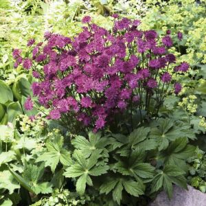 Astrantia major 'Venice' - Zeeuws Knoopje