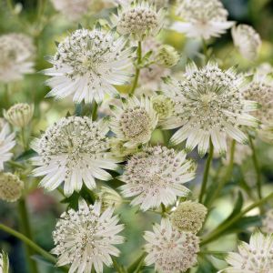 Astrantia major 'Snow Star' - Zeeuw Knoopje
