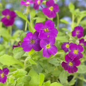 Aubrieta 'Cascade Red' - Randjesbloem