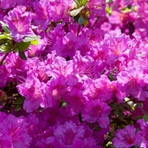 Azalea 'Bloomchampion' paars - Doorbloeiende Azalea