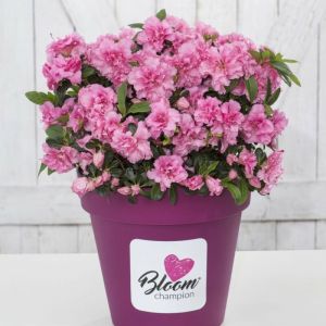 Azalea 'Bloomchampion' roze - Doorbloeiende Azalea