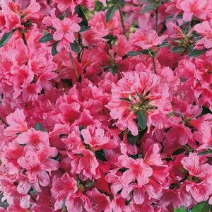 Rhododendron 'Madame van Hecke' - Azalea