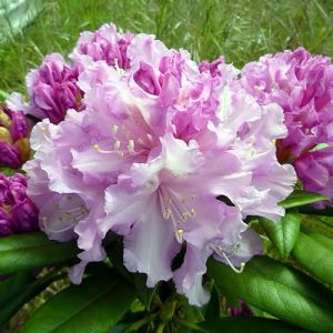 Rhododendron 'Caroline Allbrook' - Rododendron