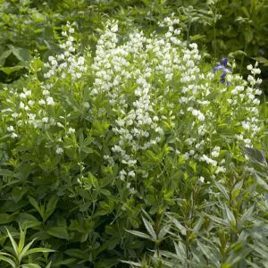 Baptisia alba - Valse Indigo