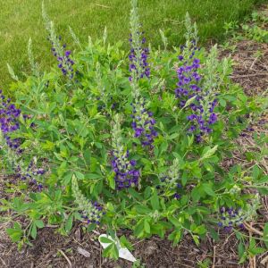 Baptisia 'Blueberry Sundae' - Valse Indigo