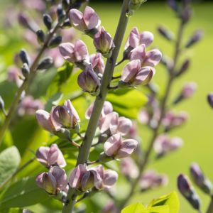 Baptisia 'Pink Truffles' - Valse Indigo