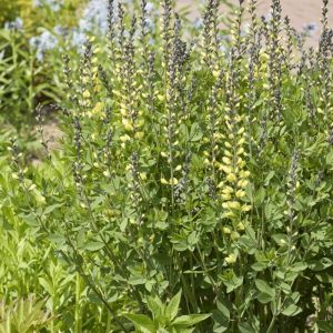 Baptisia 'Vanilla Cream' - Valse Indigo