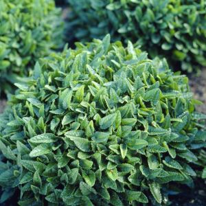 Betonica nivea - Andoorn