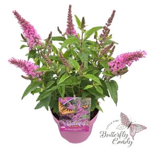 Buddleja davidii 'Little Butterfly Candy Pink'