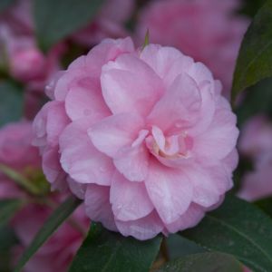 Camellia japonica 'Spring Festival' - Camelia
