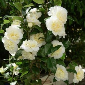 Camellia japonica 'Brushfield's Yellow' - Camelia