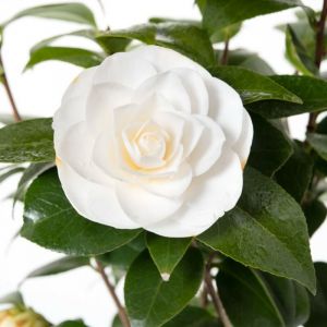 Camellia japonica 'Dalhonega' - Theeroos