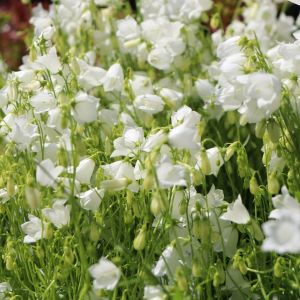 Campanula cochleariifolia 'Jingle White' - Klokjesbloem