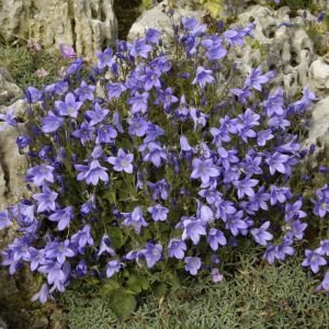 Campanula pyramidalis - Klokjesbloem