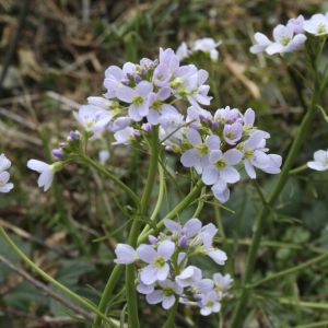 Cardamine Pratensis - Pinksterbloem