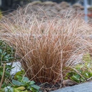 Carex comans 'Bronze Form' - Zegge