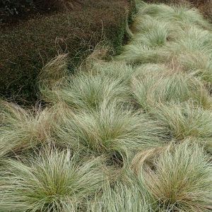 Carex comans 'Frosted Curls' - Zegge