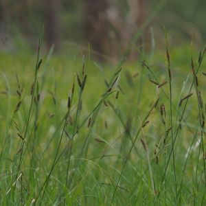 Carex flacca - Zegge