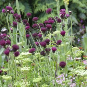 Centaurea atropurpurea - Korenbloem