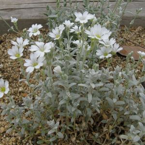Cerastium tomentosum - Hoornbloem