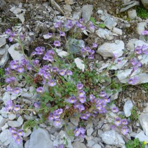 Chaenorhinum origanifolium 'Blue Dream' - Kleine Leeuwenbek