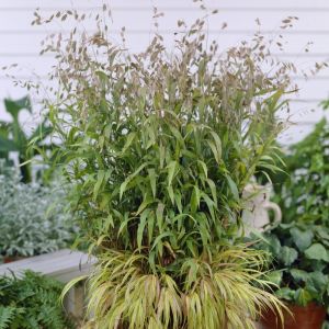 Chasmanthium latifolium - Plataargras