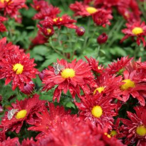 Chrysanthemum rubellum 'Duchess of Edinburgh' - Herfstchrysant